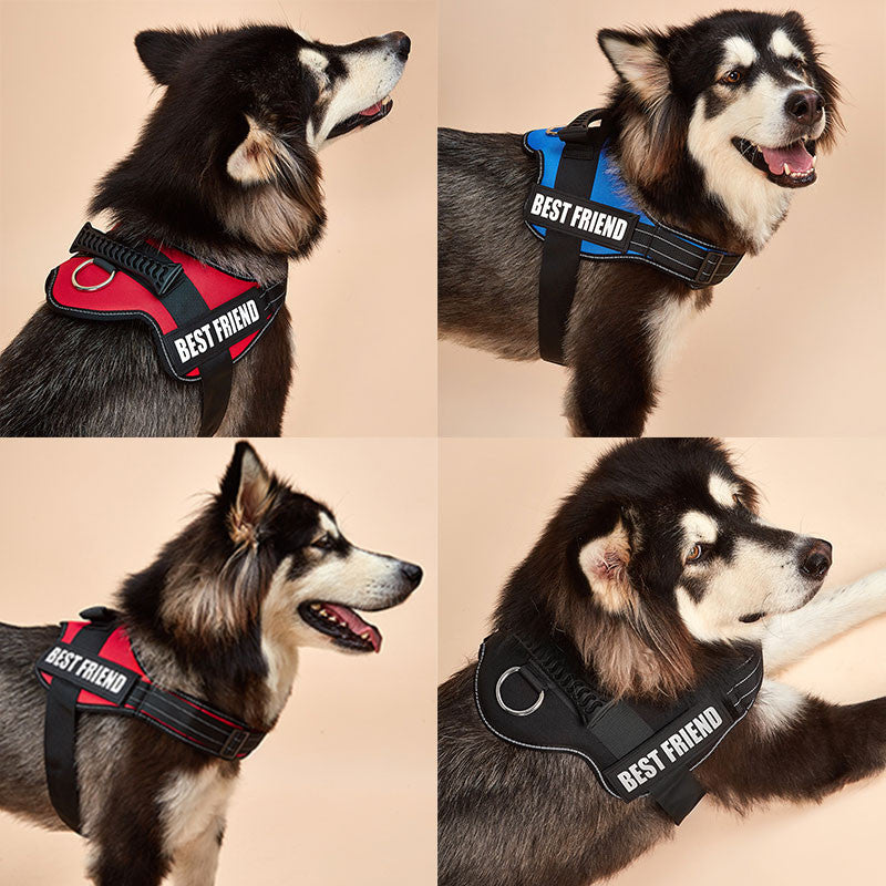 Dog Harness ID Tag Custom Harness-4