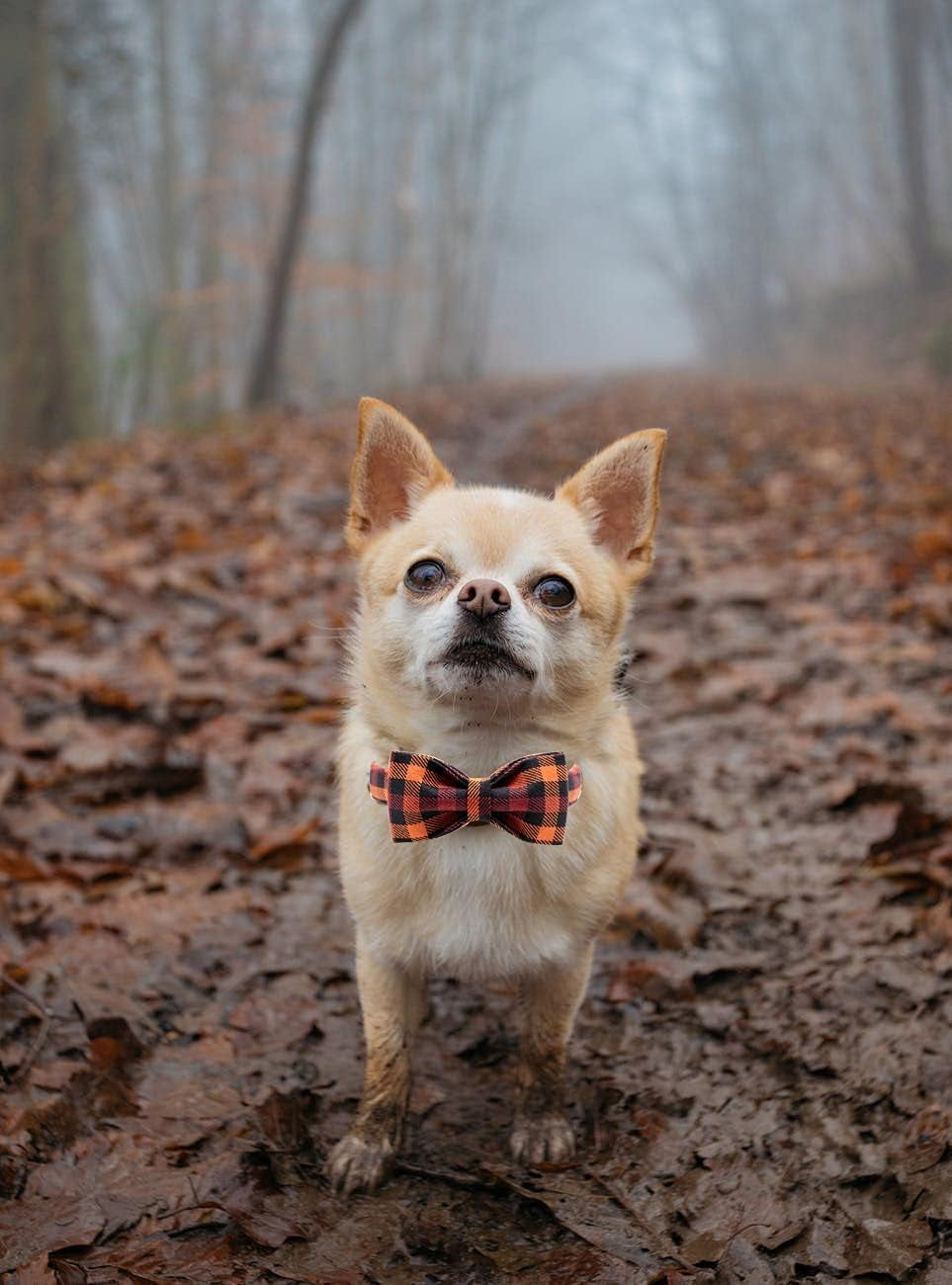Charming Bowtie Dog Collar-2